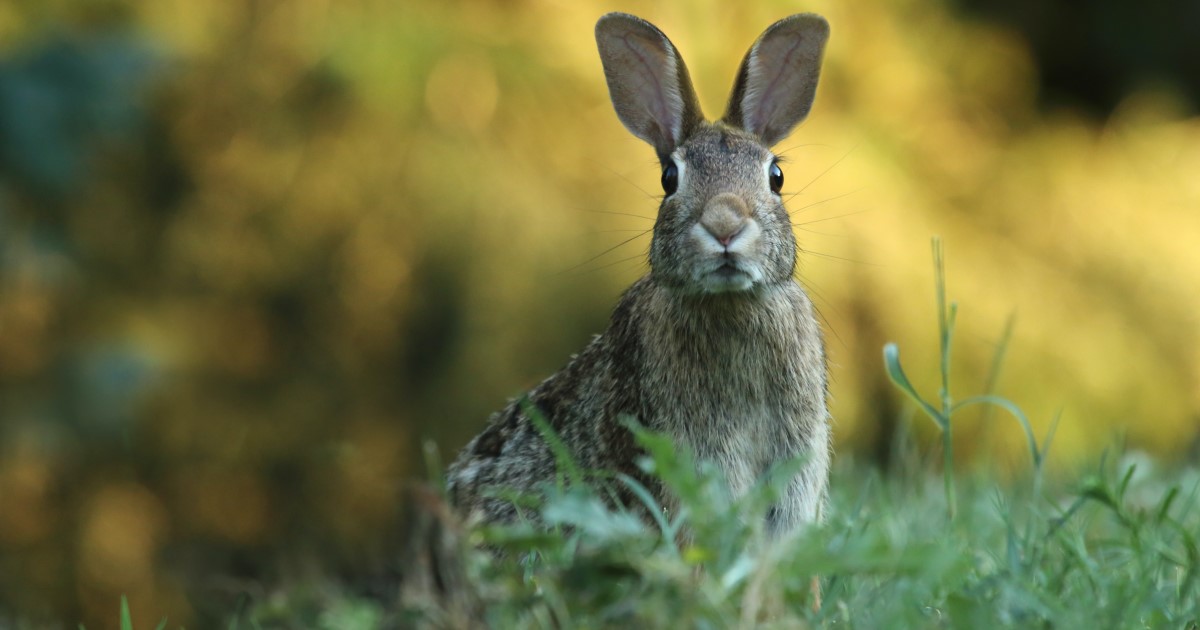 12 Reasons & Tips For You To Start Rabbit Hunting