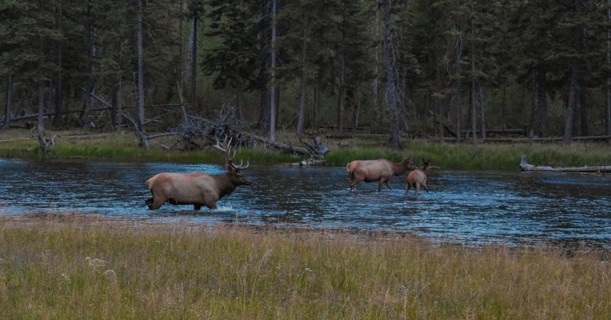 E-Scouting For Elk With Google Earth – How To Find More Elk