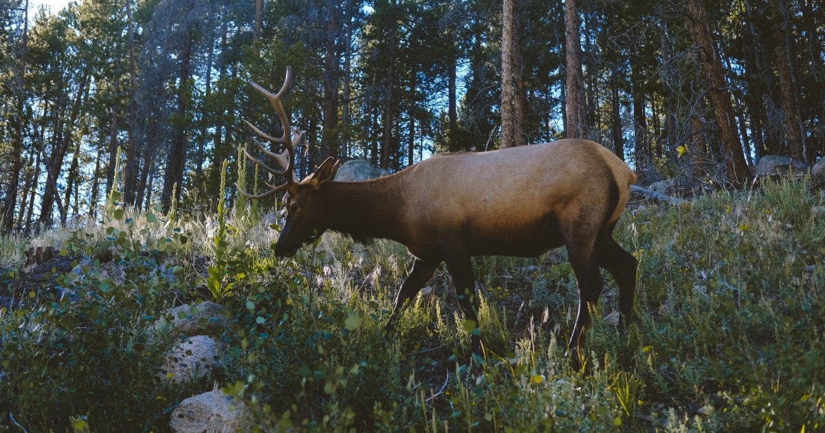 How To Scout For Elk – 8 Elk Scouting Tips