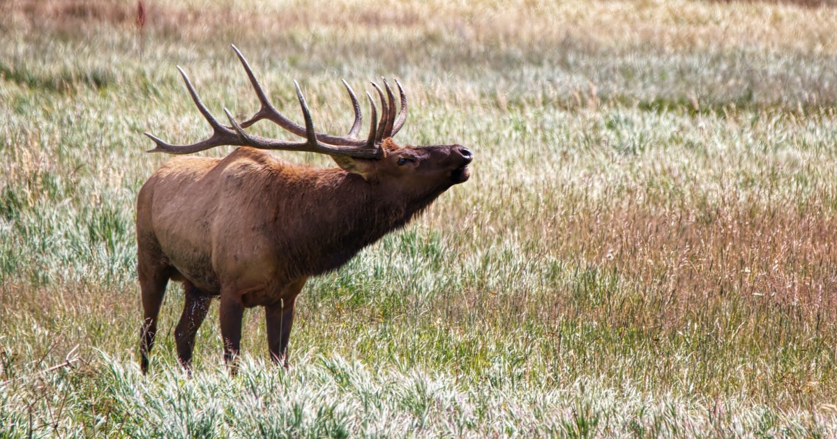 How to Find Bull Elk During The Rut