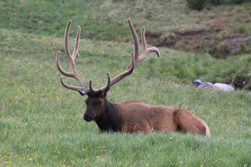 How to find bull elk in the early season - bedded elk