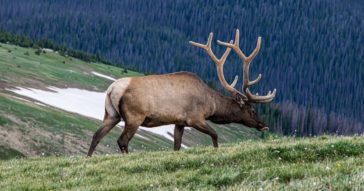 8 Tips On How To Find Bull Elk In The Early Season (Pre-Rut)