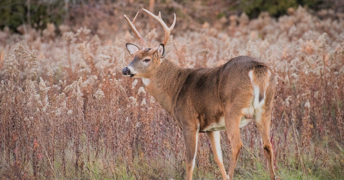Top Ten Whitetail Hunting Podcasts of 2022