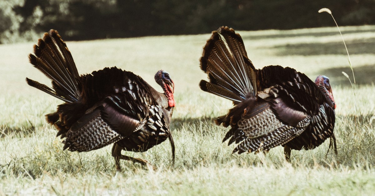 Turkey Hunting Gear For Beginners – An Ultimate Guide