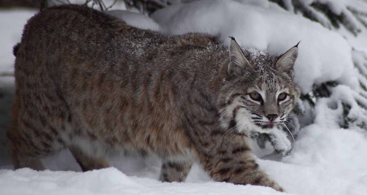 How To Trap Bobcats In Snow