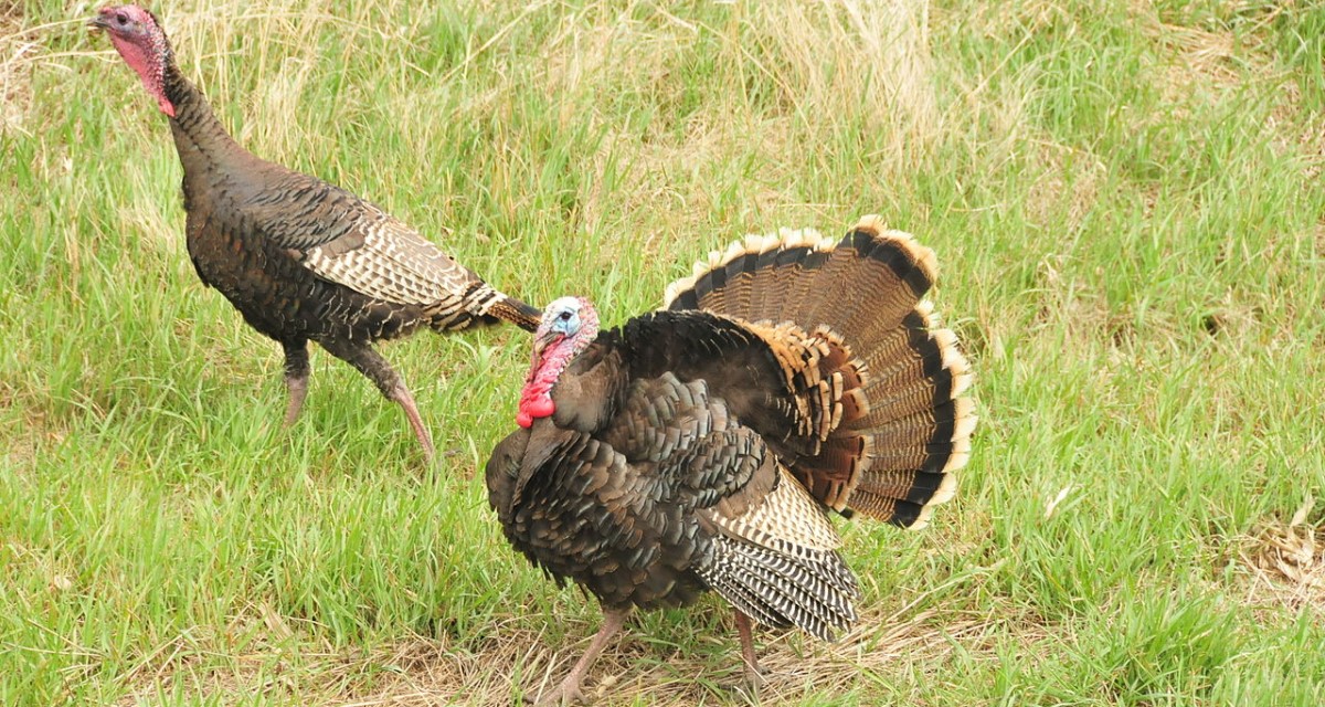 Merriam’s Turkey – Top Six Hunting States