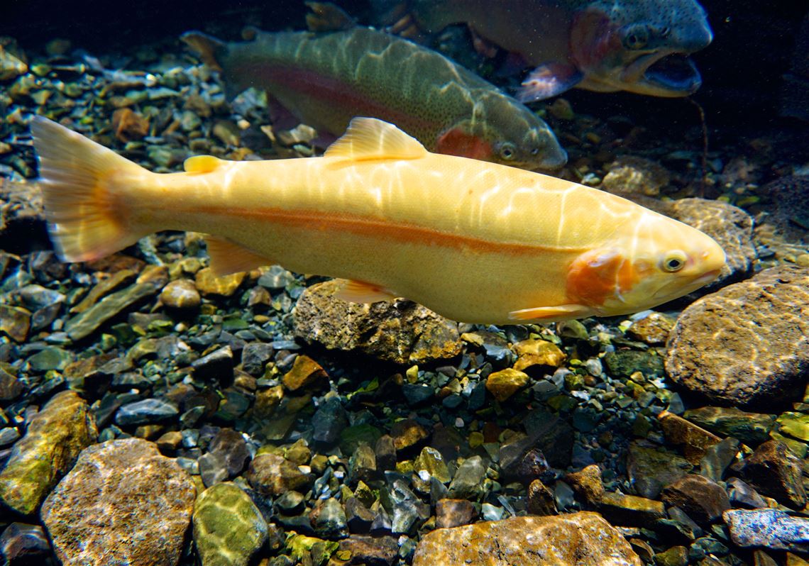 Origins Of Golden Rainbow Trout & Where To Catch Them
