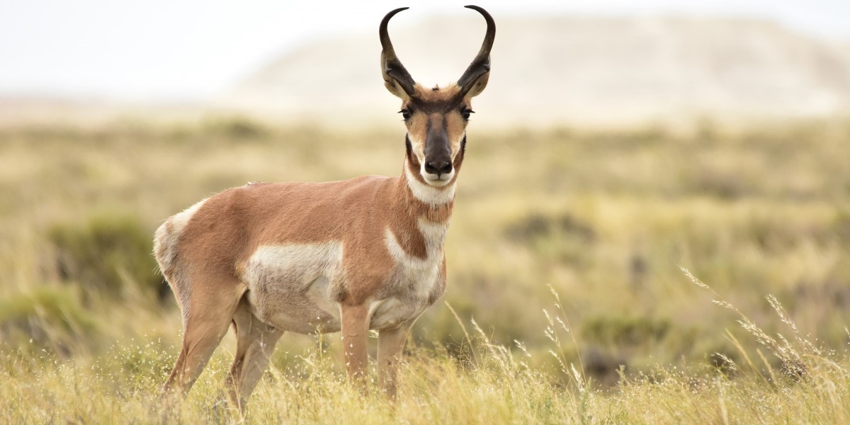 How to Choose the Right Pronghorn Decoy