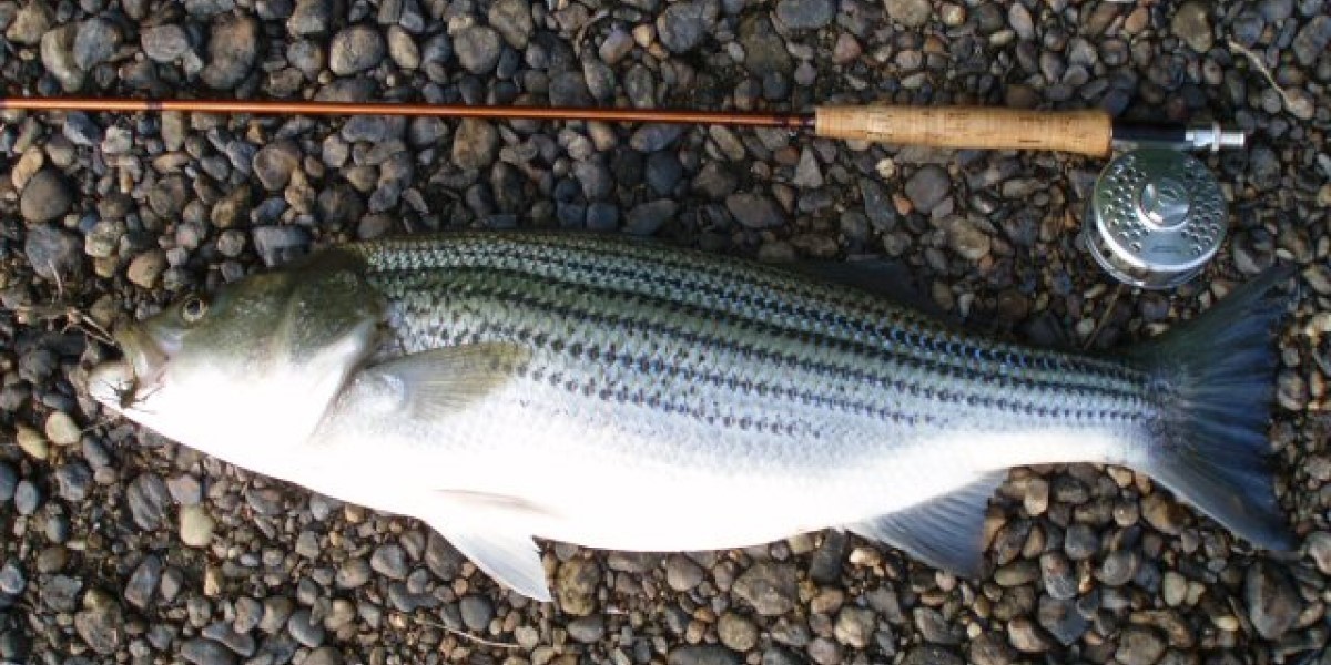 Fly Fishing for Striped Bass: Tips to Make the Most of Your Trip