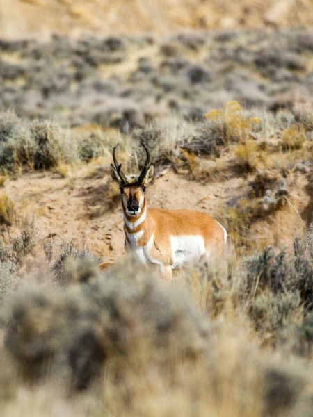 antelope hunting wyoming