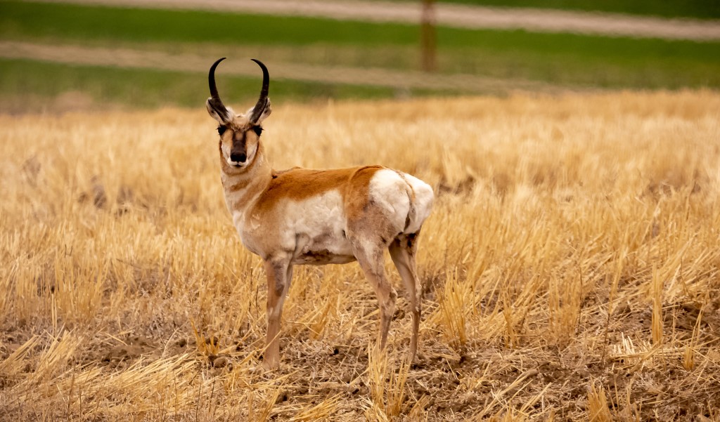 How To Go Antelope Hunting In Wyoming