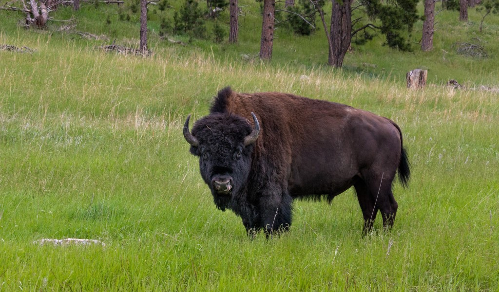 The Ultimate Guide To Wyoming Bison Hunting