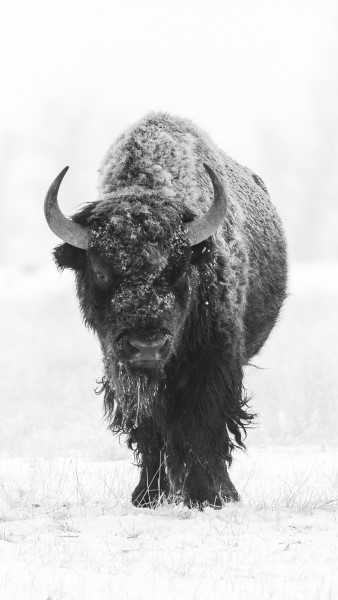 Wyoming Bison Hunting