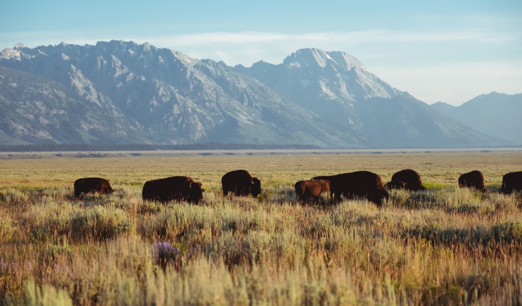 Wyoming Bison Hunting