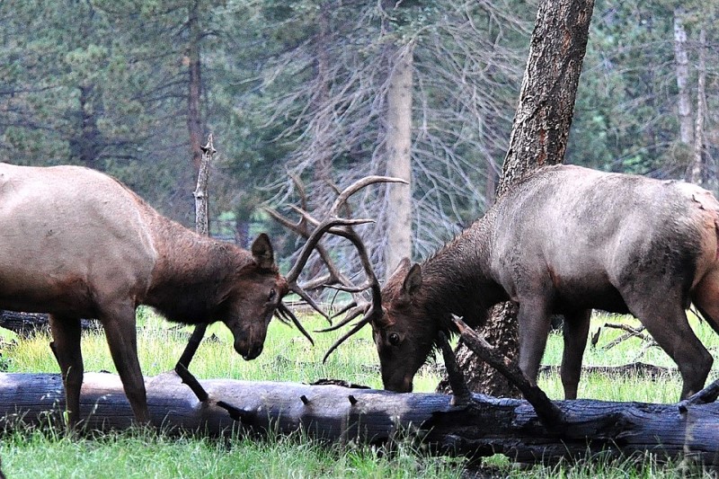 Elk Hunting in Wyoming: Everything You Need to Know