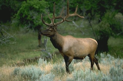 elik hunting wyoming, elk hunts, guided elk hunts