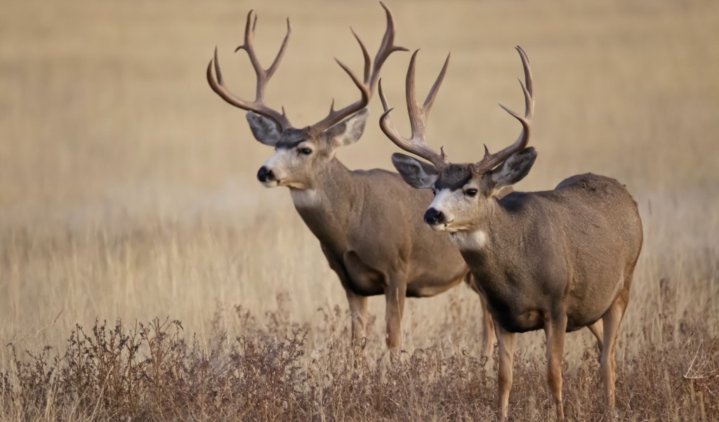 How to Choose the Right Mexico Deer Hunting Outfitter