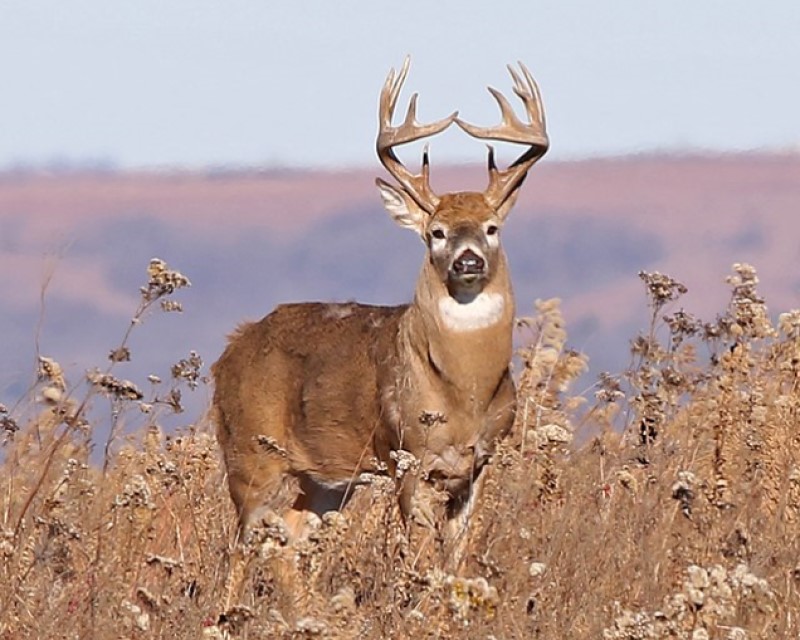 Anatomy Of A Deer: Best Shot Placement – Where To Shoot