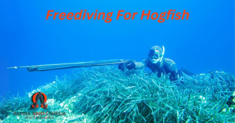 freediving for hogfish