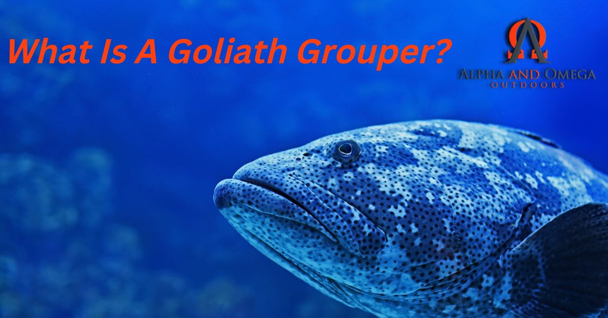 What Is A Goliath Grouper