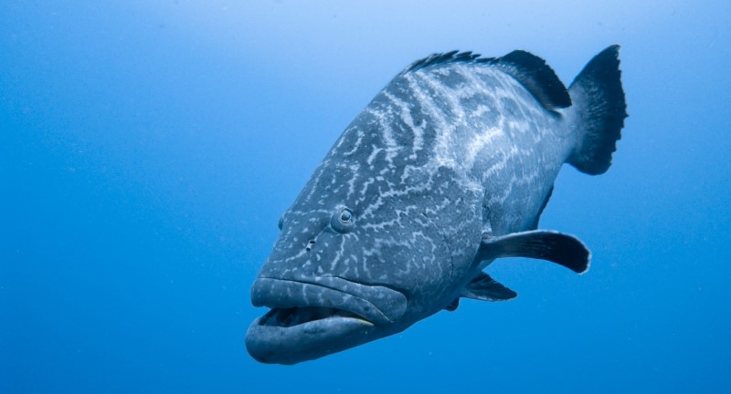 goliath grouper swimming