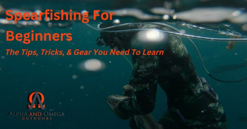 spearfishing for beginners