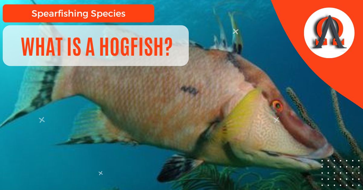 What Is A Hogfish?
