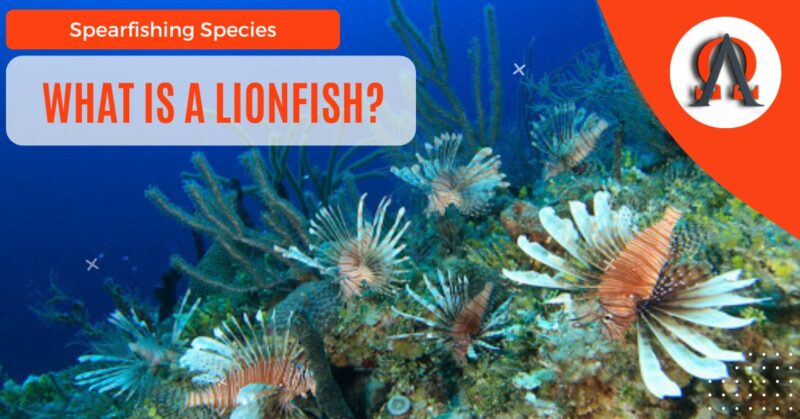 What Is A Lionfish