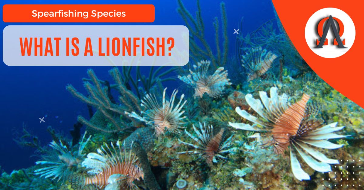 What Is A Lionfish?