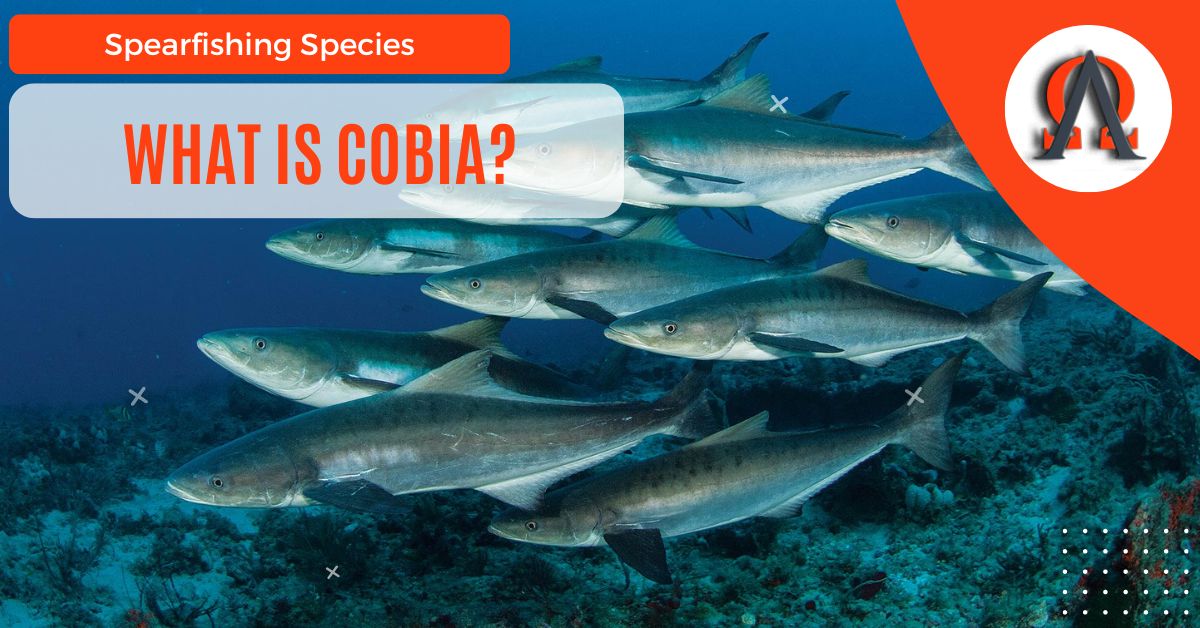 What Is Cobia?