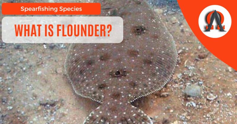 What Is Flounder