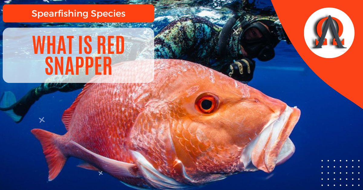 What Is Red Snapper