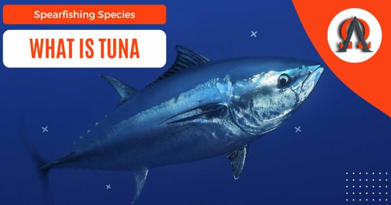 what is tuna