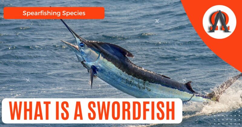 swordfish featured