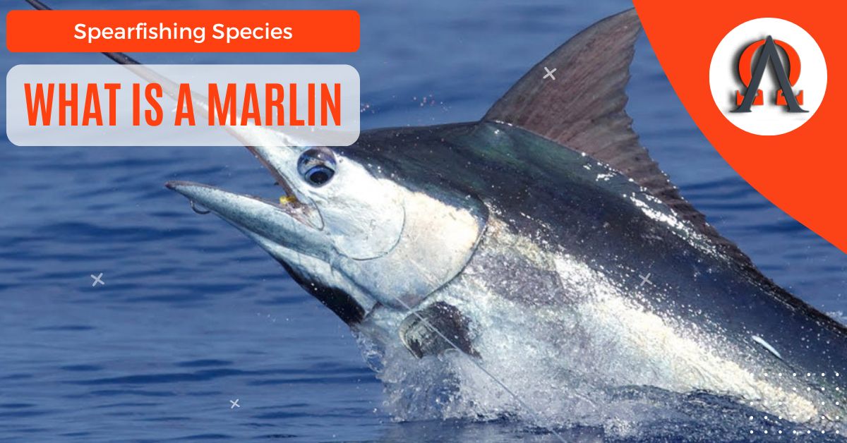 What Is A Marlin?