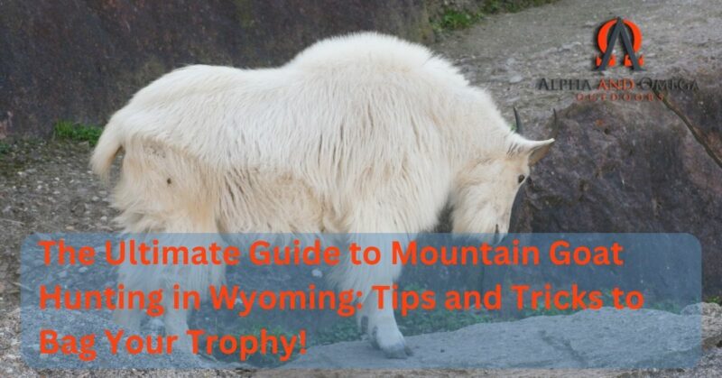 The Ultimate Guide to Mountain Goat Hunting in Wyoming Tips and Tricks to Bag Your Trophy!